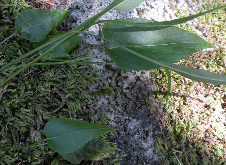 Phyteuma scheuchzeri / Raponzolo di Scheuchzer